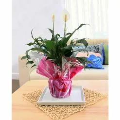 Cheap 😍 Costa Farms Spathiphyllum Peace Lily Plant in 6 in. Grower Pot Decorated in Gift Wrap 😀 -Pavestone || Costa Farms Shop costa farms indoor plants co sy06 3 gft 1f 1000