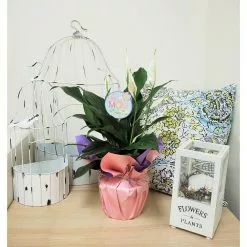 Cheap 😍 Costa Farms Spathiphyllum Peace Lily Plant in 6 in. Grower Pot Decorated in Gift Wrap 😀 -Pavestone || Costa Farms Shop costa farms indoor plants co sy06 3 gft 4f 1000