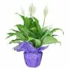 Cheap 😍 Costa Farms Spathiphyllum Peace Lily Plant in 6 in. Grower Pot Decorated in Gift Wrap 😀 1 Cheap 😍 Costa Farms Spathiphyllum Peace Lily Plant in 6 in. Grower Pot Decorated in Gift Wrap 😀 -Pavestone || Costa Farms Shop costa farms indoor plants co sy06 3 gft 64 1000