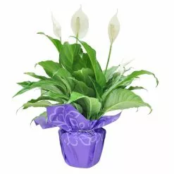 Cheap 😍 Costa Farms Spathiphyllum Peace Lily Plant in 6 in. Grower Pot Decorated in Gift Wrap 😀