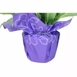 Cheap 😍 Costa Farms Spathiphyllum Peace Lily Plant in 6 in. Grower Pot Decorated in Gift Wrap 😀 -Pavestone || Costa Farms Shop costa farms indoor plants co sy06 3 gft c3 1000