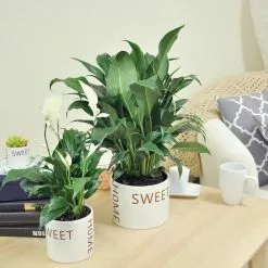 Wholesale 💯 Costa Farms Spathiphyllum Peace Lily Plant in 6 in. Home Sweet Home Ceramic 🧨 -Pavestone || Costa Farms Shop costa farms indoor plants co sy06 3 hsh 4f 1000