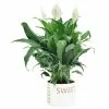 Wholesale 💯 Costa Farms Spathiphyllum Peace Lily Plant in 6 in. Home Sweet Home Ceramic 🧨 -Pavestone || Costa Farms Shop costa farms indoor plants co sy06 3 hsh 64 1000