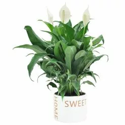 Wholesale ๐ฏ Costa Farms Spathiphyllum Peace Lily Plant in 6 in. Home Sweet Home Ceramic ๐งจ