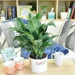 Wholesale 💯 Costa Farms Spathiphyllum Peace Lily Plant in 6 in. Home Sweet Home Ceramic 🧨 -Pavestone || Costa Farms Shop costa farms indoor plants co sy06 3 hsh c3 1000