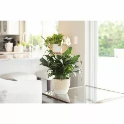 Hot Sale 🔥 Costa Farms Spathiphyllum Peace Lily Plant in 6 in. Premium Ceramic Pot 💯 -Pavestone || Costa Farms Shop costa farms indoor plants co sy06 3 sch 1f 1000