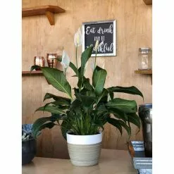 Hot Sale 🔥 Costa Farms Spathiphyllum Peace Lily Plant in 6 in. Premium Ceramic Pot 💯 -Pavestone || Costa Farms Shop costa farms indoor plants co sy06 3 sch 44 1000
