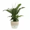 Hot Sale 🔥 Costa Farms Spathiphyllum Peace Lily Plant in 6 in. Premium Ceramic Pot 💯 -Pavestone || Costa Farms Shop costa farms indoor plants co sy06 3 sch 64 1000