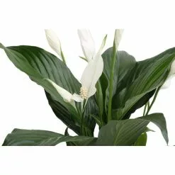 Hot Sale 🔥 Costa Farms Spathiphyllum Peace Lily Plant in 6 in. Premium Ceramic Pot 💯 -Pavestone || Costa Farms Shop costa farms indoor plants co sy06 3 sch c3 1000