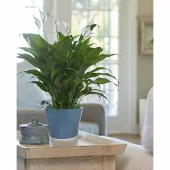 Cheap 🌟 Costa Farms Spathiphyllum Peace Lily Plant in 6 in. White Mid Century Pot and Stand 💯 7 Cheap 🌟 Costa Farms Spathiphyllum Peace Lily Plant in 6 in. White Mid Century Pot and Stand 💯 -Pavestone || Costa Farms Shop costa farms indoor plants co sy06 3 wtmid 4f 1000