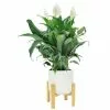 Cheap 🌟 Costa Farms Spathiphyllum Peace Lily Plant in 6 in. White Mid Century Pot and Stand 💯 2 Cheap 🌟 Costa Farms Spathiphyllum Peace Lily Plant in 6 in. White Mid Century Pot and Stand 💯 -Pavestone || Costa Farms Shop costa farms indoor plants co sy06 3 wtmid 64 1000