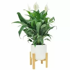 Cheap 🌟 Costa Farms Spathiphyllum Peace Lily Plant in 6 in. White Mid Century Pot and Stand 💯