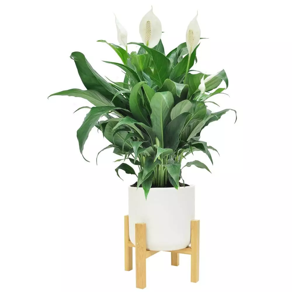 Cheap 🌟 Costa Farms Spathiphyllum Peace Lily Plant in 6 in. White Mid Century Pot and Stand 💯 3 Cheap 🌟 Costa Farms Spathiphyllum Peace Lily Plant in 6 in. White Mid Century Pot and Stand 💯