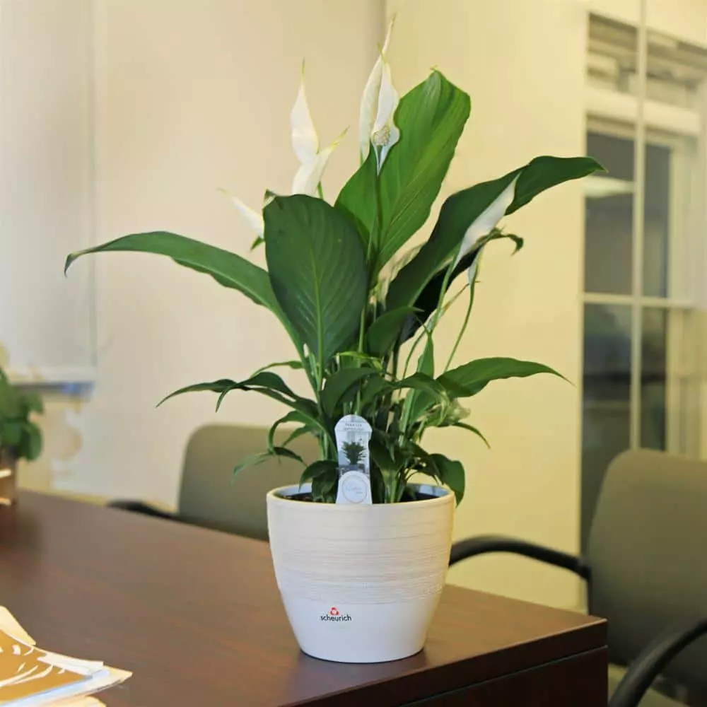 Cheap 🌟 Costa Farms Spathiphyllum Peace Lily Plant in 6 in. White Mid Century Pot and Stand 💯 4 Cheap 🌟 Costa Farms Spathiphyllum Peace Lily Plant in 6 in. White Mid Century Pot and Stand 💯 - Image 2