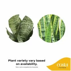 Buy ✔️ Costa Farms Grower's Choice Snake (Sansevieria) Plant in 10 in. White Cylinder Pot and Stand 🔔 -Pavestone || Costa Farms Shop costa farms indoor plants co sz10 3 cyl 4f 1000