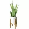 Buy โ๏ธ Costa Farms Grower's Choice Snake (Sansevieria) Plant in 10 in. White Cylinder Pot and Stand ๐ 2 Buy โ๏ธ Costa Farms Grower's Choice Snake (Sansevieria) Plant in 10 in. White Cylinder Pot and Stand ๐ -Pavestone || Costa Farms Shop costa farms indoor plants co sz10 3 cyl 64 1000
