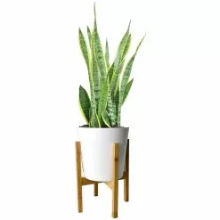 Buy ✔️ Costa Farms Grower's Choice Snake (Sansevieria) Plant in 10 in. White Cylinder Pot and Stand 🔔