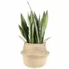 Budget 🔥 Costa Farms 8.75 in. Grower's Choice Snake Plant (Sansevieria) in Natural Decor Basket 🧨 -Pavestone || Costa Farms Shop costa farms indoor plants co sz10 3 sea 64 1000