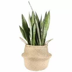 Budget 🔥 Costa Farms 8.75 in. Grower's Choice Snake Plant (Sansevieria) in Natural Decor Basket 🧨
