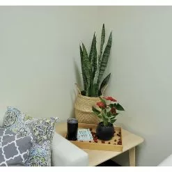 Budget 🔥 Costa Farms 8.75 in. Grower's Choice Snake Plant (Sansevieria) in Natural Decor Basket 🧨 -Pavestone || Costa Farms Shop costa farms indoor plants co sz10 3 sea c3 1000