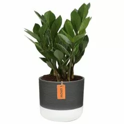 Promo ❤️ Costa Farms ZZ Plant, Zamioculcas Zamiifolia Plant in 6 in. Two Tone Ceramic 🔥
