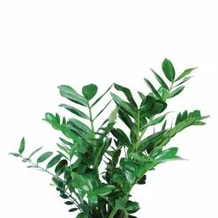 Promo ❤️ Costa Farms ZZ Plant, Zamioculcas Zamiifolia Plant in 6 in. Two Tone Ceramic 🔥 -Pavestone || Costa Farms Shop costa farms indoor plants co za07 3 2to c3 1000