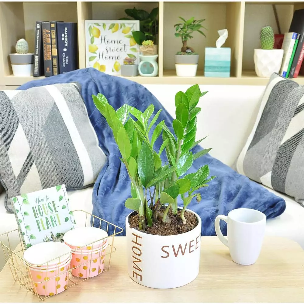 Wholesale π Costa Farms ZZ Plant, Zamioculcas Zamiifolia Plant in 6 in. White Cylinder Pot β 8 Wholesale π Costa Farms ZZ Plant, Zamioculcas Zamiifolia Plant in 6 in. White Cylinder Pot β - Image 6