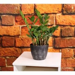 Wholesale π Costa Farms ZZ Plant, Zamioculcas Zamiifolia Plant in 6 in. White Cylinder Pot β 11 Wholesale π Costa Farms ZZ Plant, Zamioculcas Zamiifolia Plant in 6 in. White Cylinder Pot β -Pavestone || Costa Farms Shop costa farms indoor plants co za07 3 cyl 4f 1000
