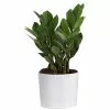 Wholesale 🛒 Costa Farms ZZ Plant, Zamioculcas Zamiifolia Plant in 6 in. White Cylinder Pot ⌛ -Pavestone || Costa Farms Shop costa farms indoor plants co za07 3 cyl 64 1000