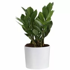 Wholesale 🛒 Costa Farms ZZ Plant, Zamioculcas Zamiifolia Plant in 6 in. White Cylinder Pot ⌛