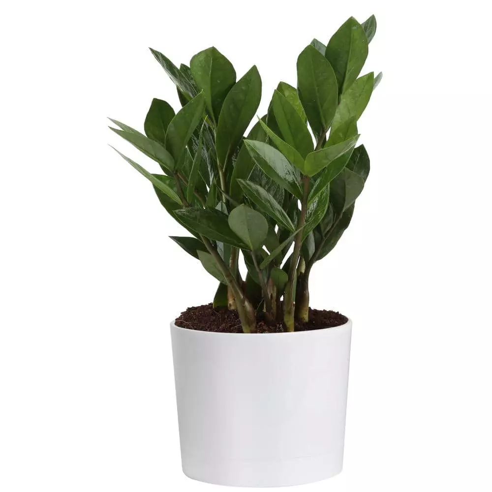 Wholesale π Costa Farms ZZ Plant, Zamioculcas Zamiifolia Plant in 6 in. White Cylinder Pot β 3 Wholesale π Costa Farms ZZ Plant, Zamioculcas Zamiifolia Plant in 6 in. White Cylinder Pot β