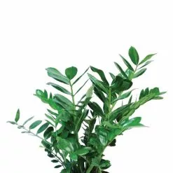 Wholesale π Costa Farms ZZ Plant, Zamioculcas Zamiifolia Plant in 6 in. White Cylinder Pot β 10 Wholesale π Costa Farms ZZ Plant, Zamioculcas Zamiifolia Plant in 6 in. White Cylinder Pot β -Pavestone || Costa Farms Shop costa farms indoor plants co za07 3 cyl c3 1000