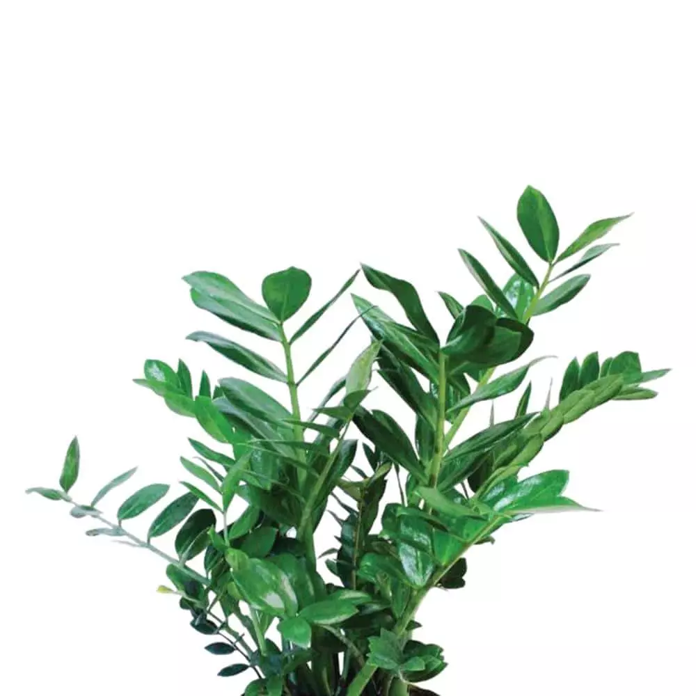 Wholesale π Costa Farms ZZ Plant, Zamioculcas Zamiifolia Plant in 6 in. White Cylinder Pot β 5 Wholesale π Costa Farms ZZ Plant, Zamioculcas Zamiifolia Plant in 6 in. White Cylinder Pot β - Image 3