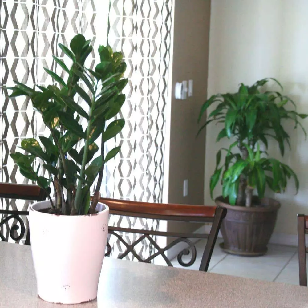 Wholesale π Costa Farms ZZ Plant, Zamioculcas Zamiifolia Plant in 6 in. White Cylinder Pot β 4 Wholesale π Costa Farms ZZ Plant, Zamioculcas Zamiifolia Plant in 6 in. White Cylinder Pot β - Image 2