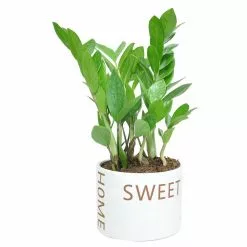 Best reviews of 🛒 Costa Farms 6 in. ZZ Plant, Zamioculcas Zamiifolia Plant in Home Sweet Home Ceramic 🎉