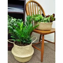 Flash Sale โ๏ธ Costa Farms 10 in. ZZ Plant in Gray Planter ๐ฅฐ 10 Flash Sale โ๏ธ Costa Farms 10 in. ZZ Plant in Gray Planter ๐ฅฐ -Pavestone || Costa Farms Shop costa farms indoor plants co zc10 3 cyl 1f 1000