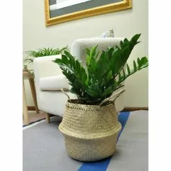 Flash Sale โ๏ธ Costa Farms 10 in. ZZ Plant in Gray Planter ๐ฅฐ 9 Flash Sale โ๏ธ Costa Farms 10 in. ZZ Plant in Gray Planter ๐ฅฐ -Pavestone || Costa Farms Shop costa farms indoor plants co zc10 3 cyl 4f 1000