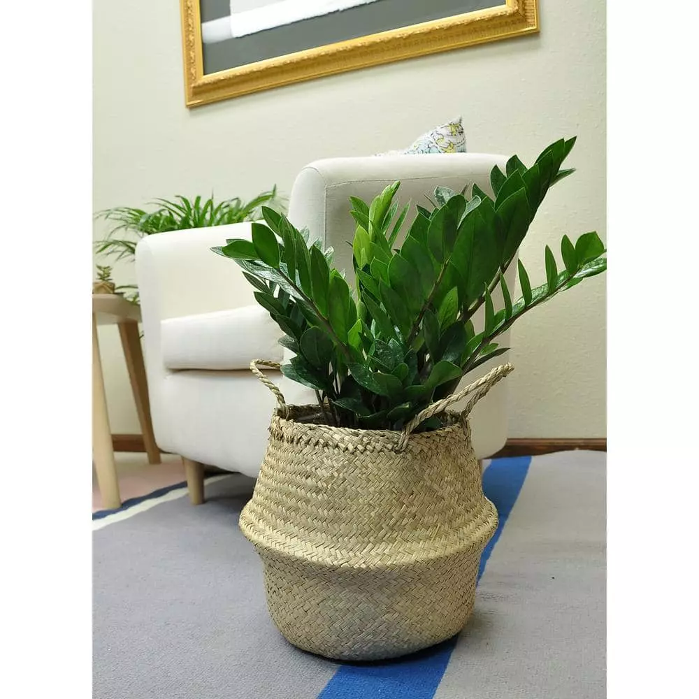 Flash Sale โ๏ธ Costa Farms 10 in. ZZ Plant in Gray Planter ๐ฅฐ 5 Flash Sale โ๏ธ Costa Farms 10 in. ZZ Plant in Gray Planter ๐ฅฐ - Image 3