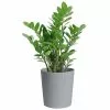 Flash Sale βοΈ Costa Farms 10 in. ZZ Plant in Gray Planter π₯° 1 Flash Sale βοΈ Costa Farms 10 in. ZZ Plant in Gray Planter π₯° -Pavestone || Costa Farms Shop costa farms indoor plants co zc10 3 cyl 64 1000
