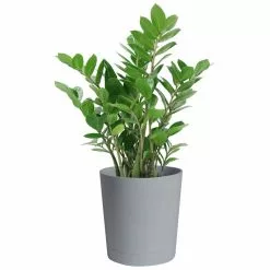 Flash Sale ✔️ Costa Farms 10 in. ZZ Plant in Gray Planter 🥰