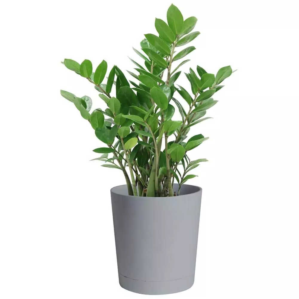 Flash Sale โ๏ธ Costa Farms 10 in. ZZ Plant in Gray Planter ๐ฅฐ 3 Flash Sale โ๏ธ Costa Farms 10 in. ZZ Plant in Gray Planter ๐ฅฐ