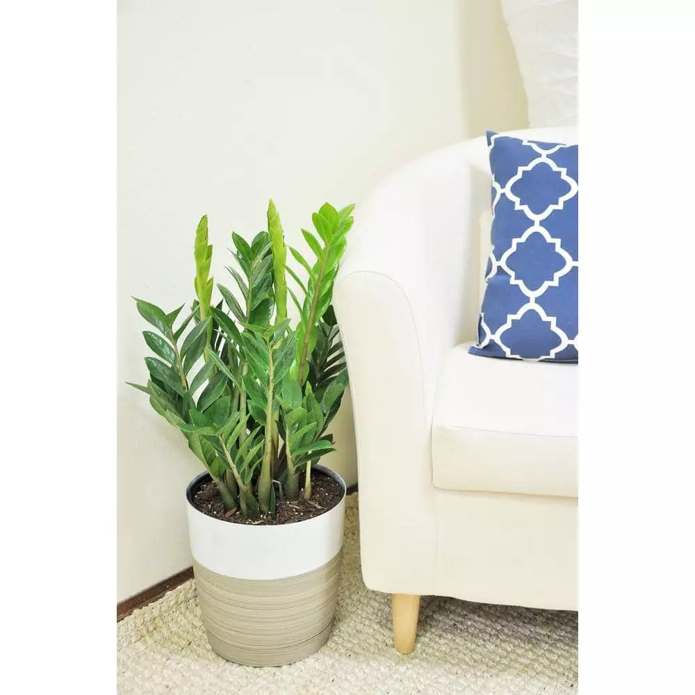 Flash Sale โ๏ธ Costa Farms 10 in. ZZ Plant in Gray Planter ๐ฅฐ 4 Flash Sale โ๏ธ Costa Farms 10 in. ZZ Plant in Gray Planter ๐ฅฐ - Image 2