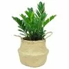 Budget 🌟 Costa Farms 10 in. ZZ Plant in Natural Decor Basket 🤩 -Pavestone || Costa Farms Shop costa farms indoor plants co zc10 3 sea 64 1000