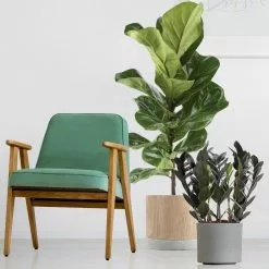 Wholesale 🧨 Costa Farms Trending Tropicals Raven ZZ Plant in 6 in. Ceramic Pot 🤩 -Pavestone || Costa Farms Shop costa farms indoor plants co zzb6sc 3 tr 4f 1000