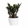 Wholesale 🧨 Costa Farms Trending Tropicals Raven ZZ Plant in 6 in. Ceramic Pot 🤩