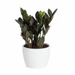 Wholesale ๐งจ Costa Farms Trending Tropicals Raven ZZ Plant in 6 in. Ceramic Pot ๐คฉ