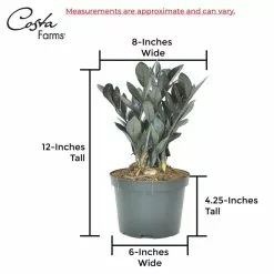 Wholesale 🧨 Costa Farms Trending Tropicals Raven ZZ Plant in 6 in. Ceramic Pot 🤩 -Pavestone || Costa Farms Shop costa farms indoor plants co zzb6sc 3 tr 76 1000