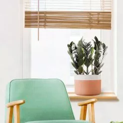 Wholesale 🧨 Costa Farms Trending Tropicals Raven ZZ Plant in 6 in. Ceramic Pot 🤩 -Pavestone || Costa Farms Shop costa farms indoor plants co zzb6sc 3 tr c3 1000