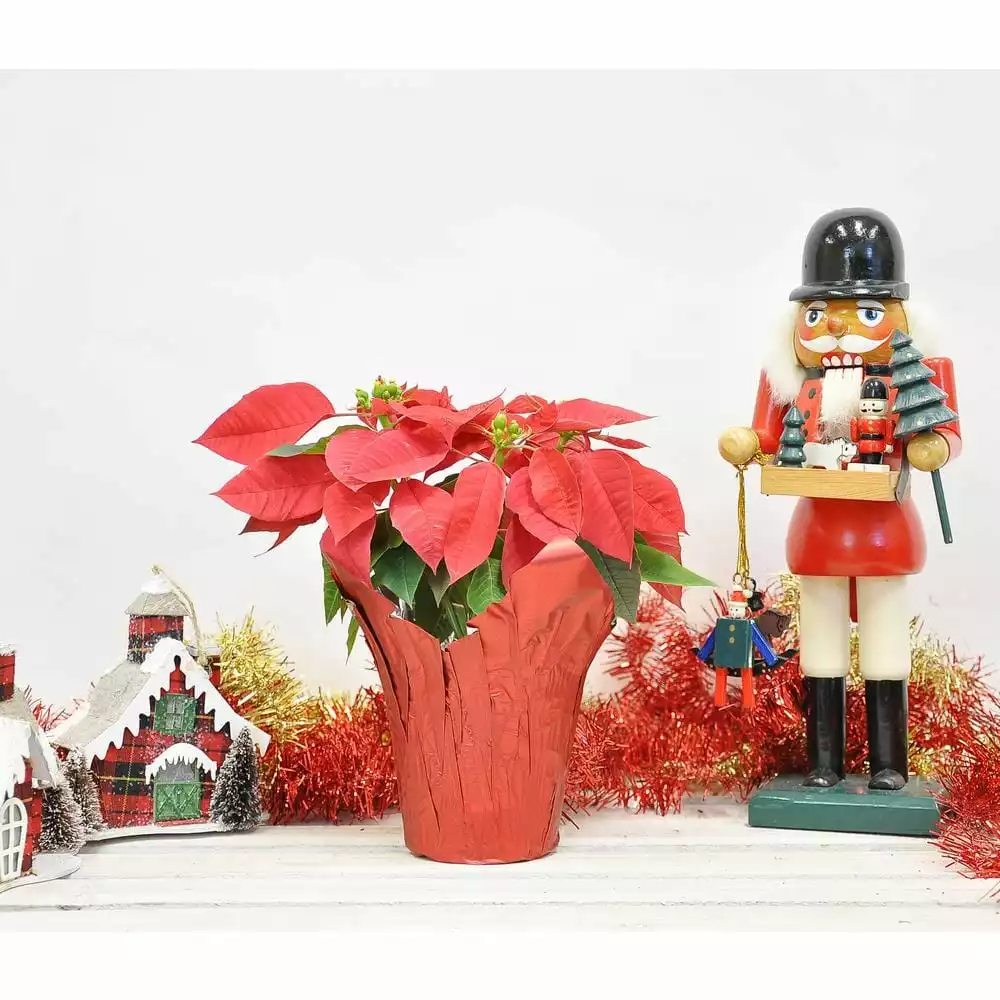 Budget ๐ Costa Farms 1 pt. Fresh Red Poinsettia with Red Pot Cover (Live) ๐ 7 Budget ๐ Costa Farms 1 pt. Fresh Red Poinsettia with Red Pot Cover (Live) ๐ - Image 5