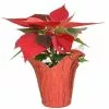 Budget 😀 Costa Farms 1 pt. Fresh Red Poinsettia with Red Pot Cover (Live) 🎉 -Pavestone || Costa Farms Shop costa farms indoor plants co4poi3grn1pk 64 1000